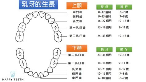 牙齒總數